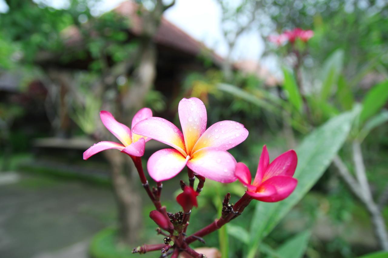 Sedana Jaya Hotell Ubud Exteriör bild